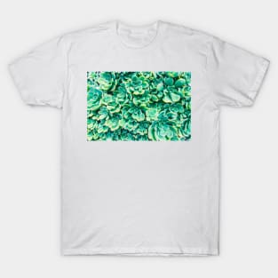 Desert Succulents T-Shirt